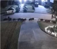 هجوم عشرات الخنازير على منزل في ولاية تكساس |فيديو  
