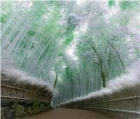 حكاية| سحرغابات البامبو الغامضة في اليابان| صور