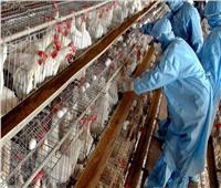 فرنسا تسجل أول إصابة بإنفلونزا الطيور في مزرعة بشمال البلاد