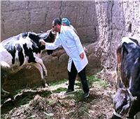 تحصين 252 ألف رأس ماشية ضد الحمى القلاعية والوادي المتصدع بالغربية
