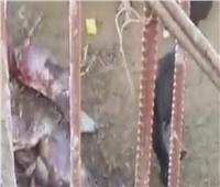 العثور على «حمير مسلوخة» داخل مزرعة بملوي بالمنيا | فيديو