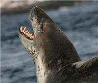 واقعة نادرة.. رصد حيوان ثديي يفترس أسماك القرش في نيوزيلندا