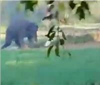 فيل يهاجم رجلاً ويدهسه في إحدى غابات الهند| فيديو 