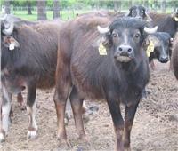 الزراعة تحصين 6 ملايين رأس ماشية ضد مرض الحمي القلاعية والوادي المتصدع 
