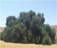 عمرها 900 عام.. شجرة زيتون تونسية تنتج 1500 لتر من الزيت    