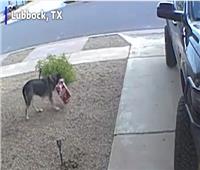 الكلب «القرصان» يسرق صندوق حلوى وتكشفه كاميرات المراقبة | فيديو   