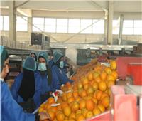 للعام الثالث على التوالي..«الإحصاء»: مصر الأولى عالميا في تصدير البرتقال 
