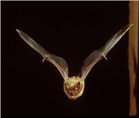٧ حقائق مذهلة لا تعرفها عن الخفافيش