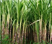 تفاصيل أول تجربة لزراعة قصب السكر بالتنقيط في المنيا