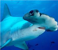 احذر رأس المطرقة.. أغرب أنواع سمك القرش في العالم