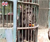 فيديو | القرد كوكو يتبع إجراءات الوقاية من فيروس كورونا بحديقة الحيوان