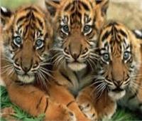 الهند تسجل أعلي حصيلة في نفوق النمور