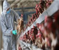 إعدام أكثر من 600 ألف دجاجة لاحتواء إنفلونزا الطيور بفرنسا