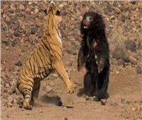شاهد| معركة شرسة بين نمر بنغالي ودب الكسلان | فيديو