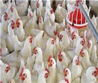 بسبب تفشي إنفلونزا الطيور.. إسرائيل تعدم 48 ألف دجاجة
