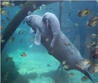 حديقة حيوان هولندية تستقبل مولود خروف البحر النادر