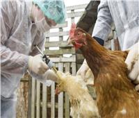 تسجيل أول إصابة بإنفلونزا الطيور جنوب إنجلترا