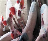 اكتشاف حمى الخنازير الأفريقية القاتلة شمال إيطاليا
