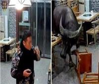 لقطات تظهر جاموسا يقتحم مطعما ويقذف أحد الزبائن جوا| فيديو