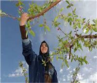 «الأردن» تعتزم الإعلان عن خطة تنمية زراعية شاملة خلال الأيام المقبلة
