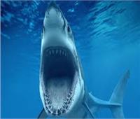 دراسة: هجمات أسماك القرش على البشر تزداد مع اكتمال القمر