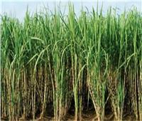 متحدث الزراعة: نظام الشتلات يزيد إنتاجية قصب السكر بمعدل 15 طناً للفدان