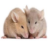 أوميكرون تطور بسبب الفئران 