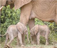 ولادة توأم الفيلة بمحمية وطنية فى شمال كينيا