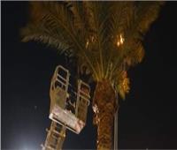 في لافتة انسانية.. إنقاذ قطة من أعلى شجرة في القاهرة 