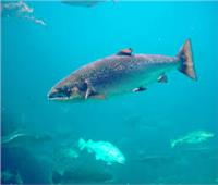 «علماء»: الأسماك تتحدث تحت الماء في الموضوعات الأكثر شيوعا بين الناس