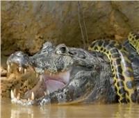 «معركة في أعماق البحار».. أناكوندا صفراء تصارع تمساح | فيديو
