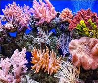 وزيرة البيئة: الشعاب المرجانية بالبحر الأحمر ستتأثر بالتغيرات المناخية