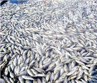 شاهد: آلاف أسماك "النازلي" النافقة تطفو فوق سطح المحيط الأطلسي