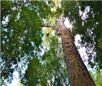 «دراسة»: 9 آلاف نوع من الأشجار في غابات الأرض قد تنقرض قبل اكتشافها