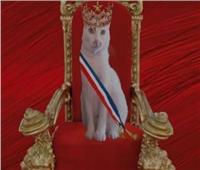 القطة ميمشيت مرشحة للرئاسة في فرنسا.. تعرف على التفاصيل