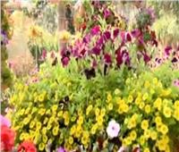 محمد عبدالمنعم: إنتاج نباتات زينة داخل معرض أزهار الربيع | فيديو