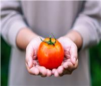 خبير روسي: الطماطم تساهم في استعادة كفاءة الجهاز التنفسي  