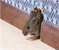 فئران المنازل تهدد العالم بمتحور جديد من كورونا