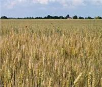 «التموين»: موسم توريد القمح يشهد بداية البورصة السلعية