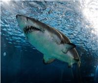 باحثون في أستراليا: تقنية جديدة لتقليل نزيف ضحايا هجوم «سمكة القرش»