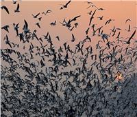 «نفوق جماعي» لطيور مهاجرة في المكسيك