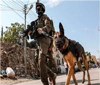 جنود الاحتلال تطلق كلبًا متوحشًا لنهش جسد شابٍ فلسطينيٍ أثناء اعتقاله