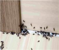 للسيدات | مكونات طبيعية تطرد النمل من منزلك