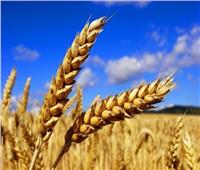 «الزراعة»: طقس هذا العام ساعد في زيادة وجودة محصول القمح |فيديو