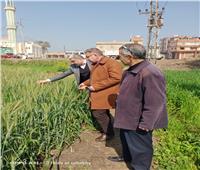  الزراعة: حملات لمتابعة المحاصيل الشتوية في محافظتي كفر الشيخ والبحيرة