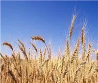 الحكومة: وضعنا خطة لاستيراد القمح من 14 دولة حال تصاعد الأزمة الأوكرانية