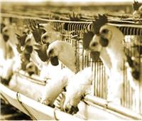 تجارب من السبعينيات.. حبوب منع الحمل لزيادة إنتاج بيض الدجاج‬