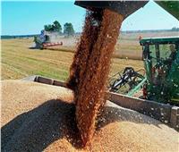 التموين: وارداتنا من القمح لن تتاثر بالأزمة الروسية الأوكرانية