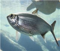 «البحوث الزراعية»: المياه الموجودة في مصر ليست مؤهلة لـ تربية سمكة «الرنجة»