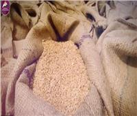 الحكومة: التحرك المصري لتأمين إمدادات القمح استبق الأزمة الأوكرانية بسنوات